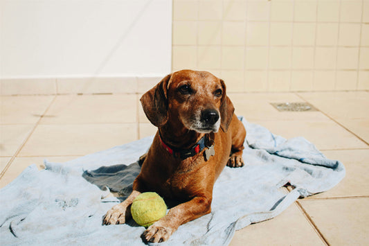 Puppy Dental Care: 5 Tips to Choosing the Right Toothbrush for Your Pup