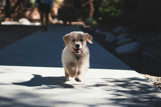 Train Your Puppy with Confidence: 10 Tips Every New Owner Needs