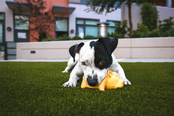 Healthy Smile, Happy Pup: 5 Tips for Puppy Dental Care