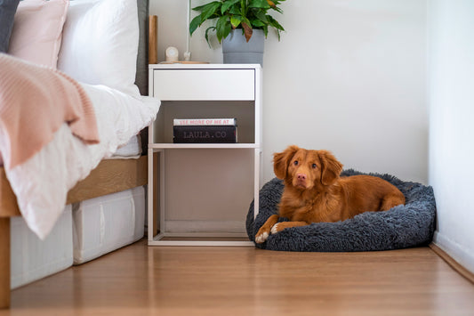 Puppy Dreamland: 5 Must-Know Tips for Choosing the Right Dog Bed