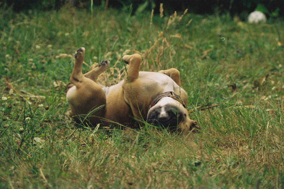 Puppy Playtime: 10 Essential Tips for Keeping Your Puppy Active and Happy