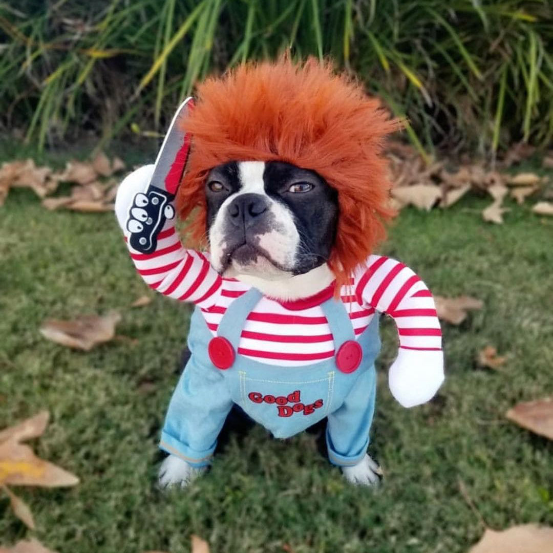 Halloween Dog Costume