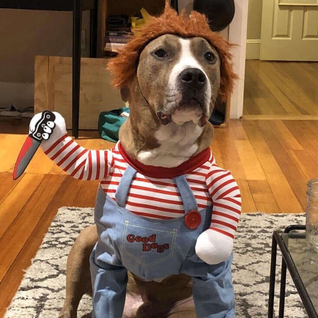 Halloween Dog Costume